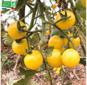 TOMATE Snowberry - Graines Bio