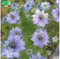NIGELLE de Damas - Graines Bio