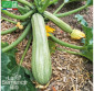 COURGETTE Ortolana di Faenza - Graines Bio