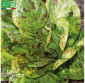 LAITUE romaine mouchetée de Salasc - Graines Bio