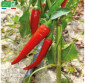 PIMENT de Cayenne - Graines Bio
