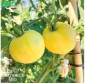 TOMATE Pêche jaune - Graines Bio