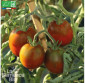 TOMATE Prune Noire - Graines Bio