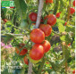 TOMATE Belle Arlésienne - Graines Bio