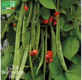 HARICOT vert plat à rame Scarlett Emperor d’Espagne - Graines Bio