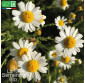 CAMOMILLE romaine - Graines Bio