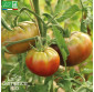 TOMATE Noire de Crimée - Graines Bio