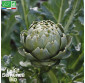 ARTICHAUT Impérial Star  - Graines Bio