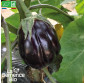 AUBERGINE Black Beauty - Graines Bio