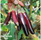 AUBERGINE Little Finger - Graines Bio
