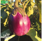 AUBERGINE Rotonda Bianca Sfumata di Rosa - Graines Bio