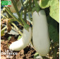 AUBERGINE longue blanche - Graines Bio