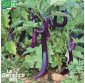 AUBERGINE Japanese Pickling - Graines Bio
