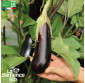AUBERGINE de Barbentane - Graines Bio