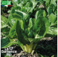 BLETTE Compacta verde - Graines Bio