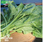 BLETTE Liscia Verde da Taglio - Graines Bio