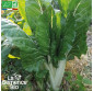 BLETTE verte à carde blanche 3 race d\'Ampuis - Graines Bio