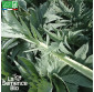 CARDON Blanco inerme  - Graines Bio