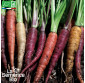 CAROTTES en mélange - Graines Bio