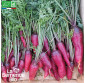 CAROTTE Rouge Sang - Graines Bio