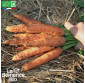 CAROTTE Touchon - Graines Bio