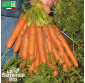 CAROTTE Nantaise Améliorée 5 - Graines Bio