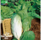 CHICORÉE Pain de Sucre - Graines Bio