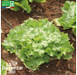 CHICORÉE scarole Bubikopf 3 - Graines Bio