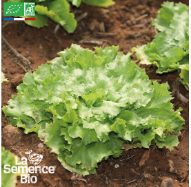 CHICORÉE scarole Bubikopf 3 - Graines Bio