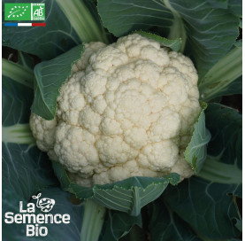 CHOU-FLEUR Boule de Neige - Graines Bio
