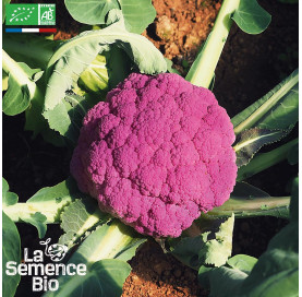 CHOU-FLEUR Violet de Sicile - Graines Bio