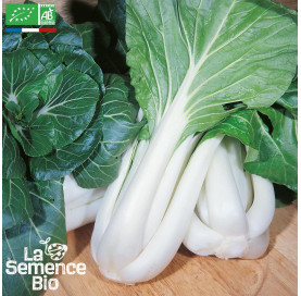 CHOU DE CHINE Pak-choï Taisaï - Graines Bio
