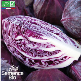 CHOU CABUS rouge Tête noire 3 - Graines Bio
