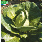 CHOU CABUS blanc Pointu de Châteaurenard - Graines Bio