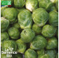 CHOU de Bruxelles Groninger - Graines Bio