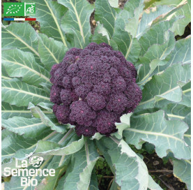 CHOU BROCOLI Violet du Cap - Graines Bio