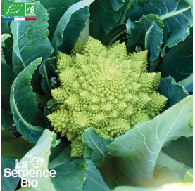 CHOU-FLEUR Romanesco - Graines Bio