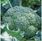 CHOU BROCOLI Calabrais Hâtif - Graines Bio