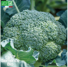 CHOU BROCOLI Calabrais Hâtif - Graines Bio