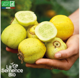 CONCOMBRE Lemon - Graines Bio