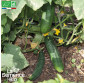 CONCOMBRE Marketmore - Graines Bio