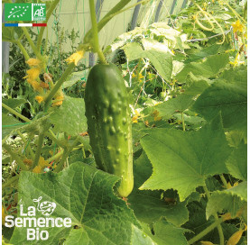 CORNICHON vert Fin de Meaux - Graines Bio
