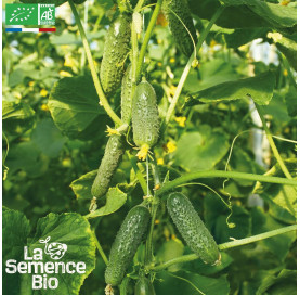 CORNICHON vert Petit de Paris - Graines Bio