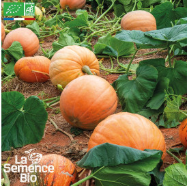 COURGE Jack O'Lantern - Graines Bio