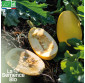 COURGE Spaghetti Végétal - Graines Bio