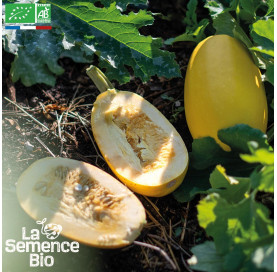 COURGE Spaghetti Végétal - Graines Bio