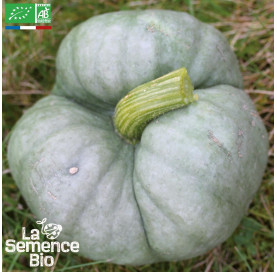 COURGE POTIRON Tristar - Graines Bio