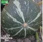 POTIMARRON Green Hokkaïdo - Graines Bio
