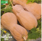 COURGE Violina - Graines Bio