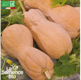 COURGE Violina - Graines Bio